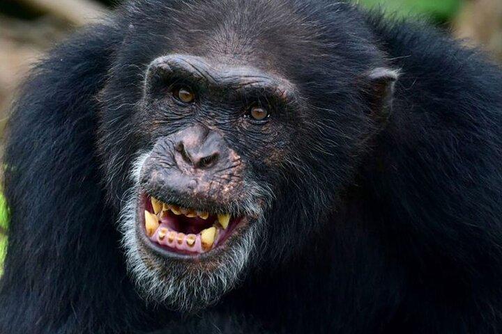 7-Day Uganda Gorillas and Chimpanzee Tracking Safari