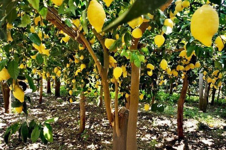 Amalfi Coast - Maiori: Path of Lemons Tour with Tasting