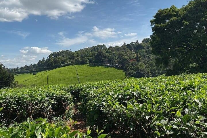Day Tour to Kiambethu Tea Farm