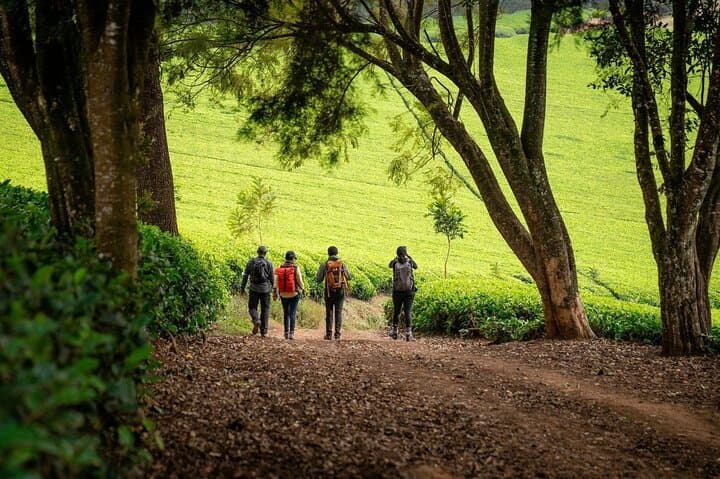 Day Tour to Kiambethu Tea Farm