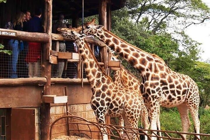 Layover Tour To Nairobi Park and Giraffe center in Nairobi Kenya
