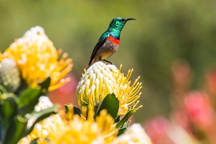 Cape Town: 4 Day Tour Combo Including entrance fees