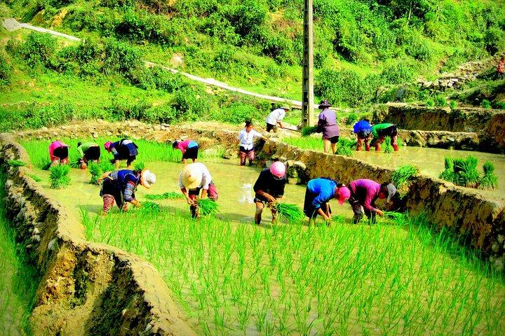 Sapa Hmong Family Trekking Adventures