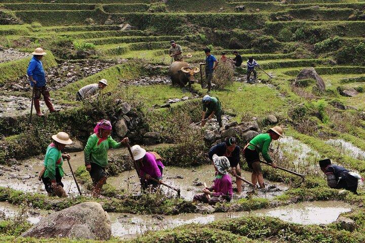 Sapa Hmong Family Trekking Adventures