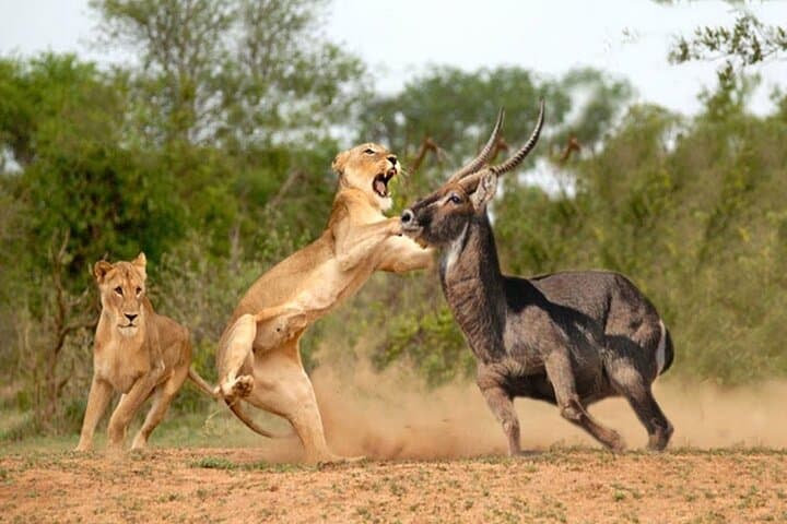 Overnight Tour in Amboseli National Park from Nairobi