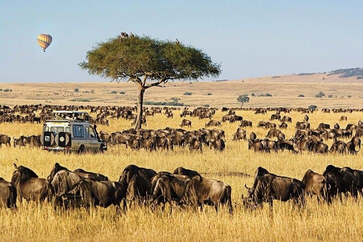 3 Days 2 Nights Masai Mara National Reserve Tour 4*4 Vehicle