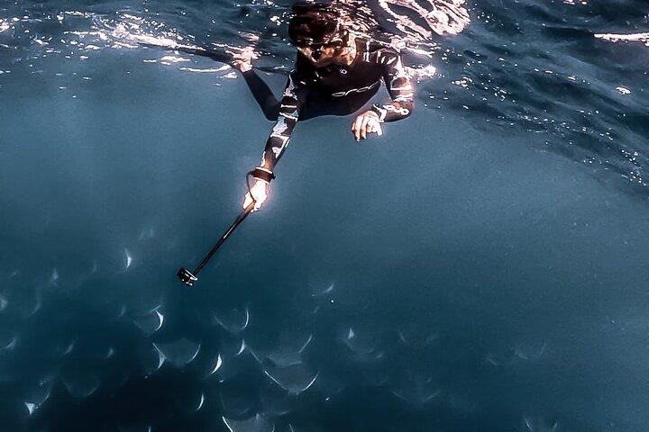 Mobula Ray Snorkeling with Photos Included