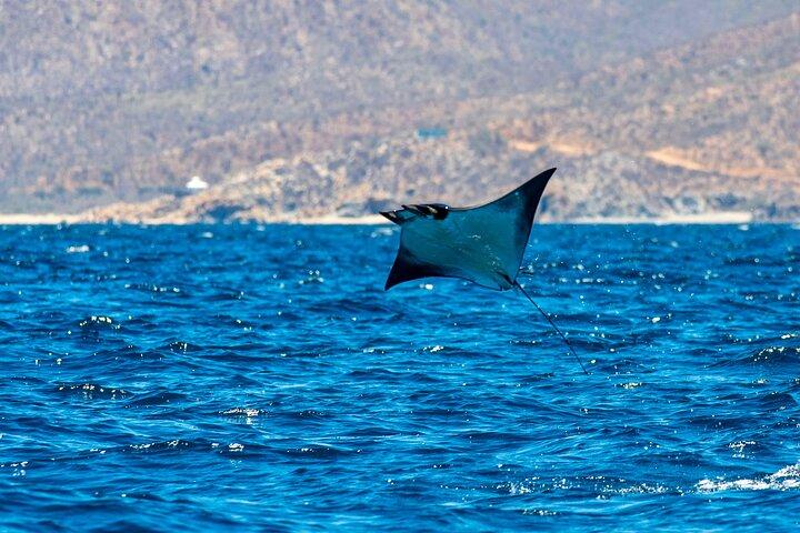 Mobula Ray Snorkeling with Photos Included