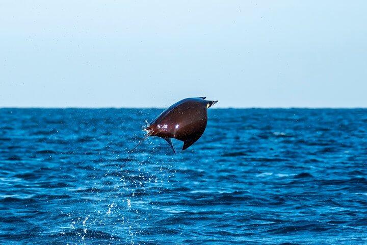 Mobula Ray Snorkeling with Photos Included