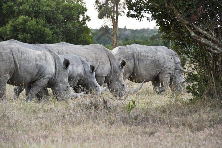 Day Tour to Olpajeta Conservancy from Nairobi With 4*4 Vehicle