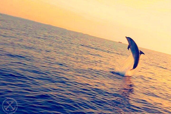 Premium Dolphins Watching in the National Park Brijuni from Pula
