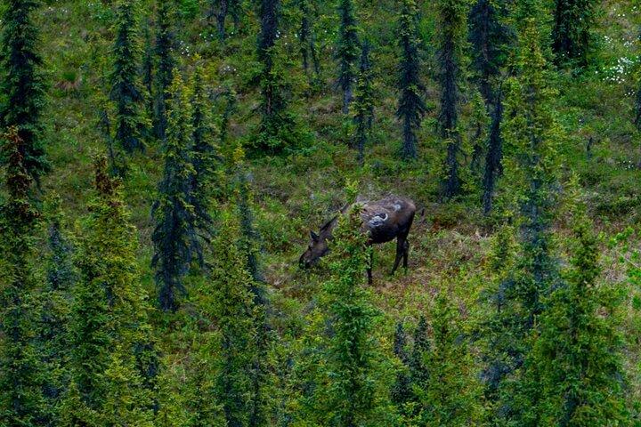 Denali Park Nature Walk (3 Hours) w/Expert Naturalist