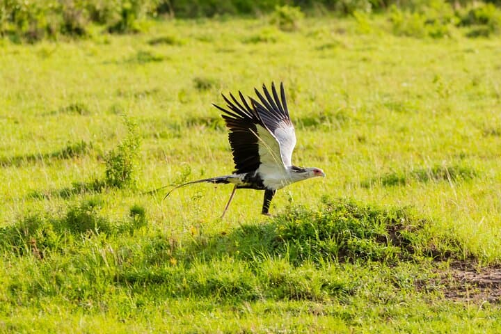 3-Days Masai Mara Magical Safari in Kenya