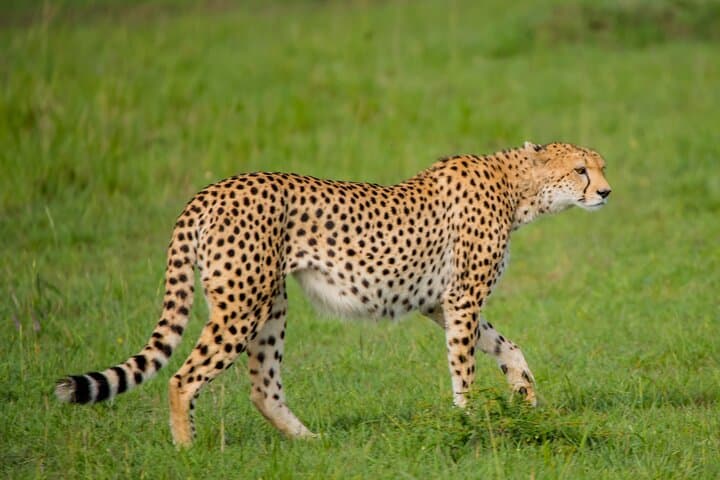 3-Days Masai Mara Magical Safari in Kenya