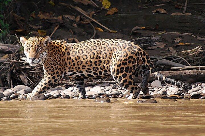 4-Day Manu National Park Amazon Jungle Tour from Cusco