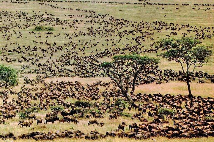 10 Days Wildebeest Migration Safari – Mid Range