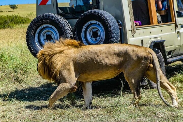 3 Days Private Masai Mara Safari