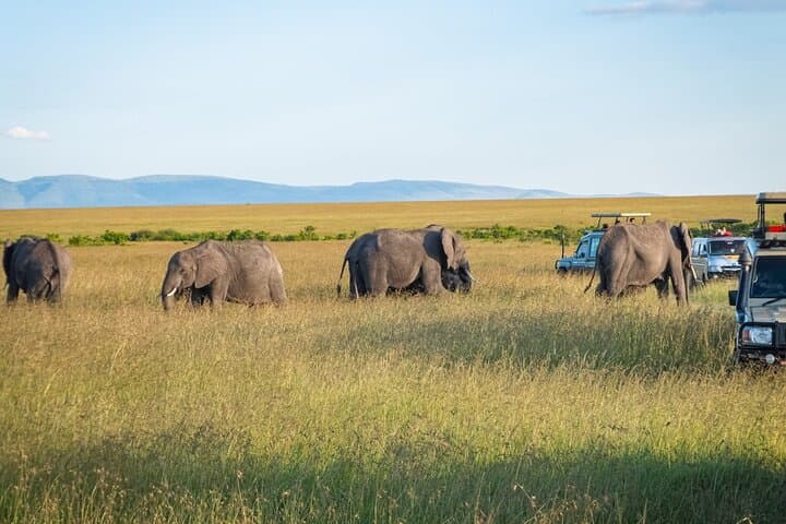 3 Days Private Masai Mara Safari