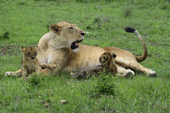 Masai Mara National Reserve Day trip From Nairobi.