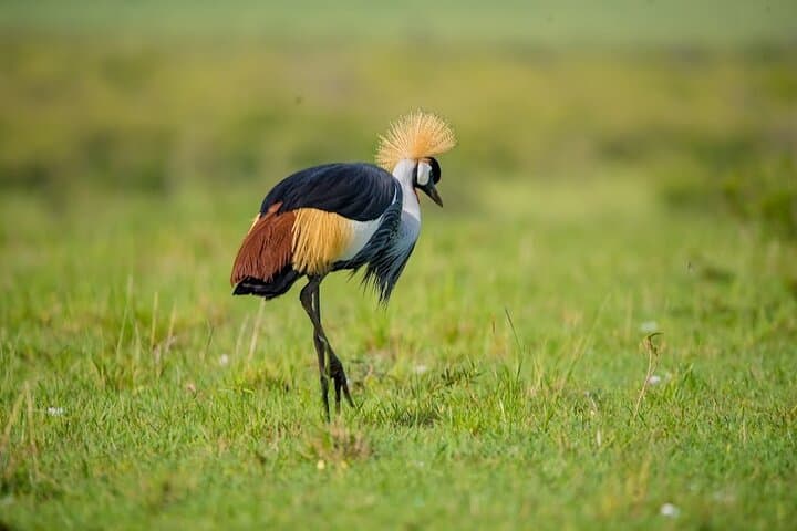 4-Day Guided Tour in Maasai Mara National Reserve Kenya