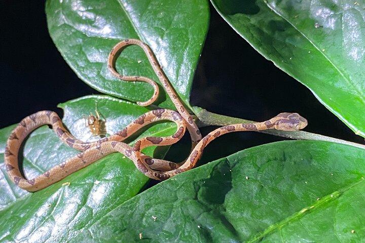 Explore the Dark Side of Nature: Manzanillo Refuge Night Walk