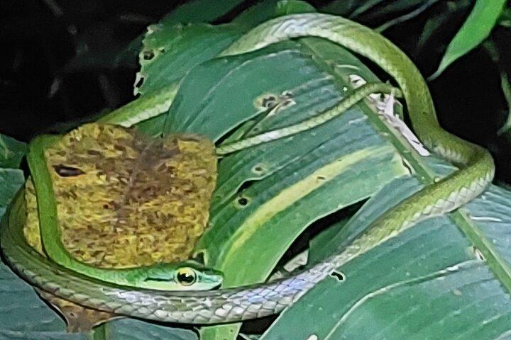 Explore the Dark Side of Nature: Manzanillo Refuge Night Walk