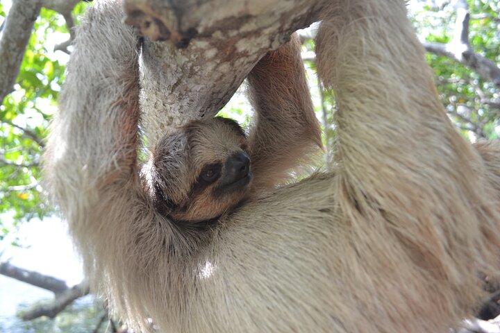 Roatan Iguana Park and Monkey/Sloth park Sanctuary and Beach Stop
