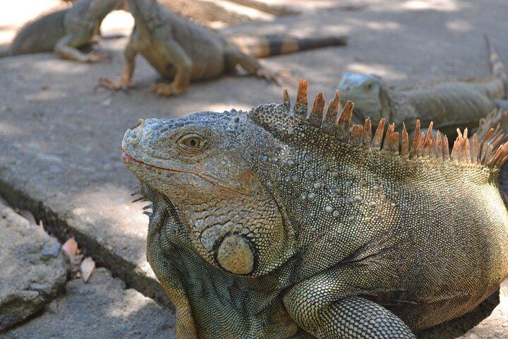Roatan Iguana Park and Monkey/Sloth park Sanctuary and Beach Stop