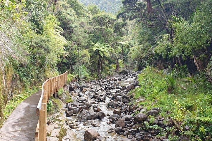 Coast and Rainforest Eco-Tour from Auckland with Picnic Lunch