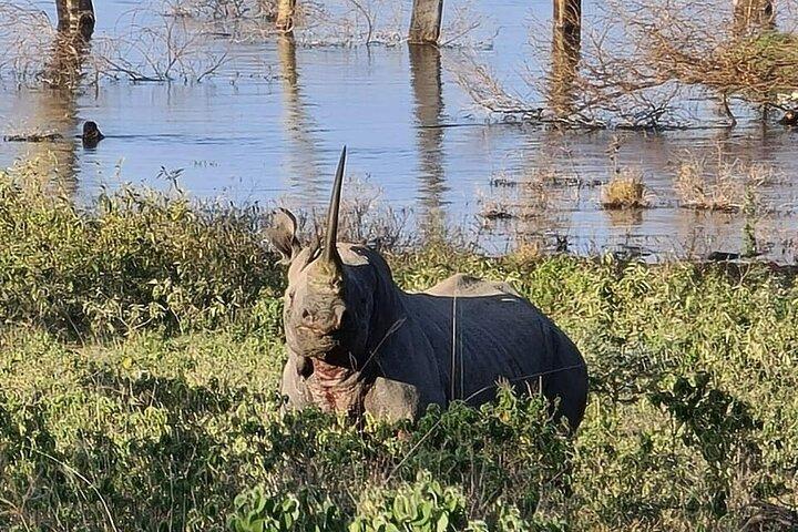 4-days Masai mara and Lake Nakuru guided Safari from Nairobi