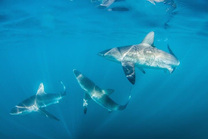 Shark Explorers