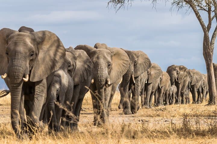3 Days Amboseli National Park and Tsavo West Adventure Safari