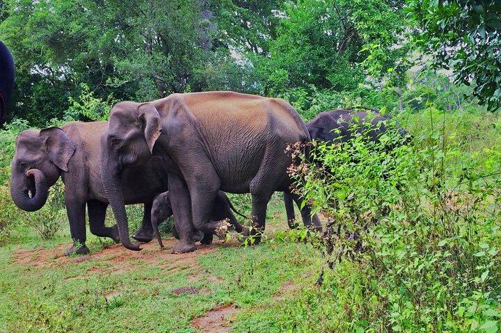 Let's Smile and Safari Udawalawa National Park
