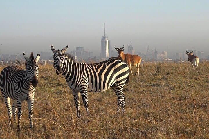 Nairobi Airport Layover Half Day Tour to Nairobi National Park