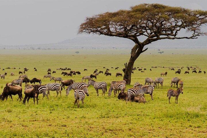 8 Days Ndutu Migration Wildlife Safari