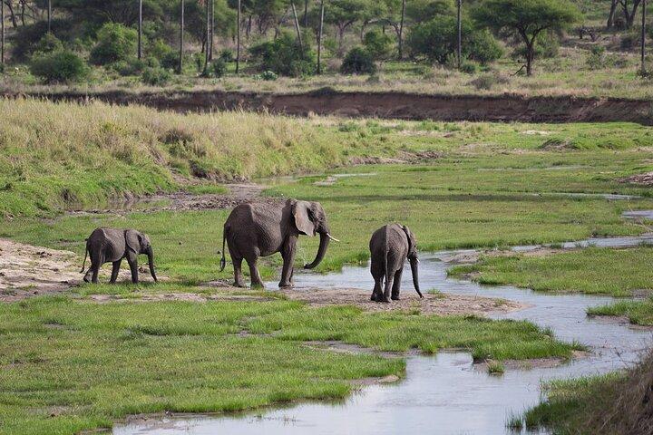 3 Days Tanzania Safari: Tarangire, Manyara and Ngorongoro Crater