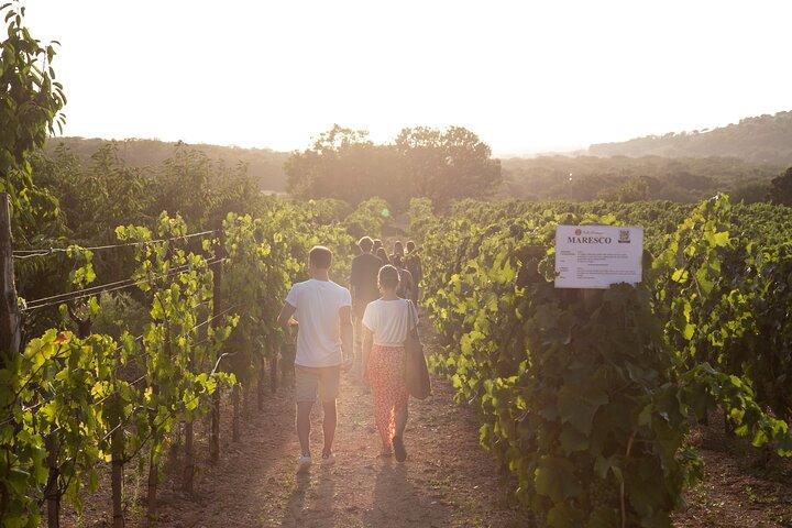 Wine Experience: vineyard, wines and food