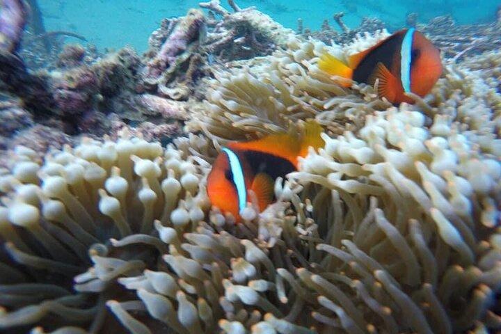 Private Bali Snorkling at blue lagoon