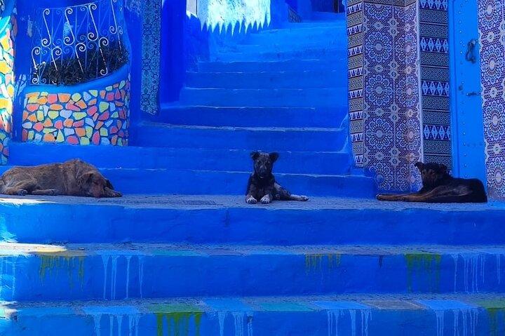 Full Day Private Tour to Blue City Chefchaouen from Tanger