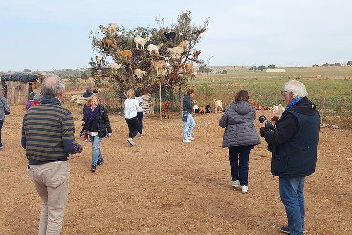 Essaouira day trip from Agadir & Taghazout