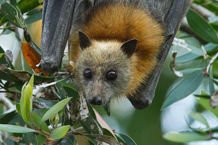 Nature & Wildlife: Australia's Hidden Side, Private Tour