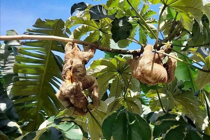 Roatan Sloth & Monkeys Animal Park , Chocolate Rum cake Factory