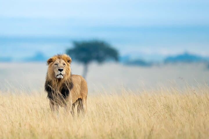 8 Days Small Group Tour in Kenya and Tanzania