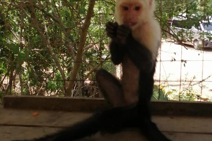 Roatan Sloth & Monkeys Animal Park , Chocolate Rum cake Factory