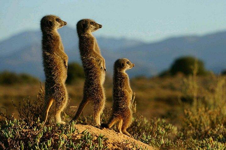 Full-Day Tour in Ngorongoro Crater