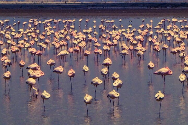 4 Days Safari to Masai Mara National Reserve and Lake Nakuru Park