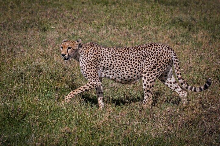3 Day: Landscapes of Serengeti and Ngorongoro Crater