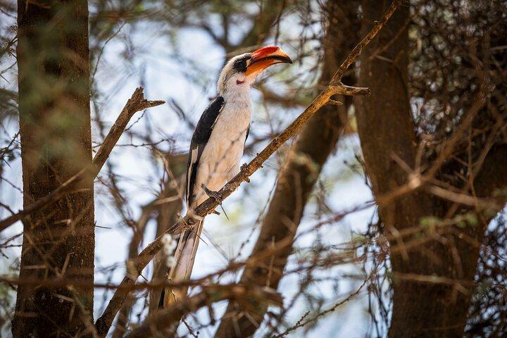 3 Day: Landscapes of Serengeti and Ngorongoro Crater
