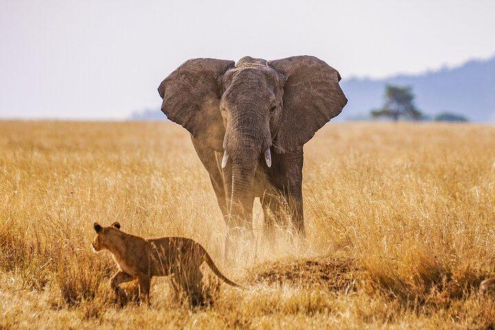 7-Days Private Safari Tour in Kenya