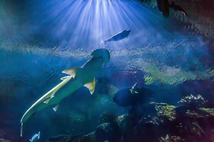 Shark Reef at Mandalay Bay Hotel and Casino